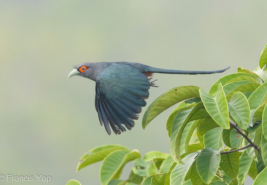 Chestnut-bellied Malkoha