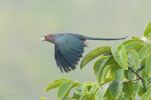 Chestnut-bellied Malkoha-190913-120ND500-FYP_2151-W.jpg