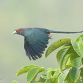 Chestnut-bellied_Malkoha-190913-120ND500-FYP_2151-W.jpg