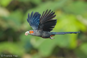 Chestnut-bellied Malkoha-211117-128MSDCF-FRY04961-W.jpg