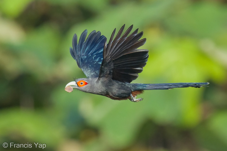 Chestnut-bellied_Malkoha-211117-128MSDCF-FRY04961-W.jpg