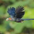 Chestnut-bellied_Malkoha-211117-128MSDCF-FRY04961-W.jpg