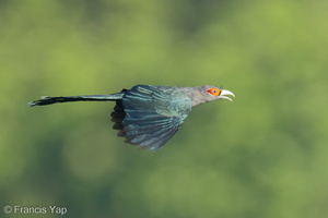 Chestnut-bellied Malkoha-220824-153MSDCF-FYP01257-W.jpg