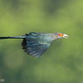 Chestnut-bellied_Malkoha-220824-153MSDCF-FYP01257-W.jpg