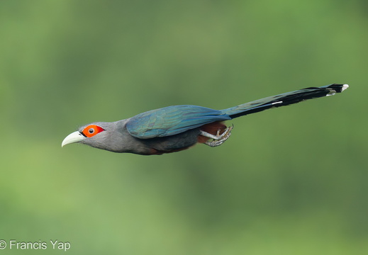Singapore / Birds / Chestnut-bellied Malkoha - display this album Chestnut-bellied Malkoha