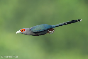 Chestnut-bellied Malkoha-230721-207MSDCF-FYP05697-W.jpg