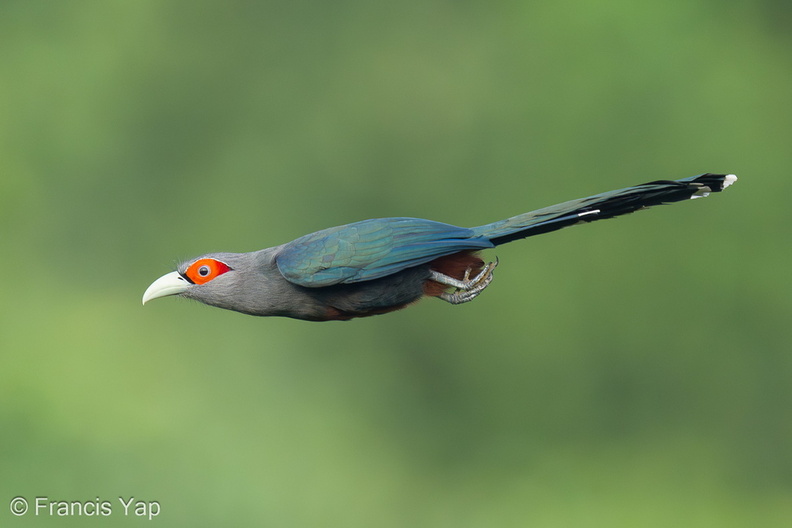 Chestnut-bellied_Malkoha-230721-207MSDCF-FYP05697-W.jpg