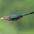 Chestnut-bellied_Malkoha-230721-207MSDCF-FYP05697-W.jpg