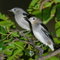 Chestnut-cheeked_Starling-260227-158FRYAP-FYA01671-W.jpg