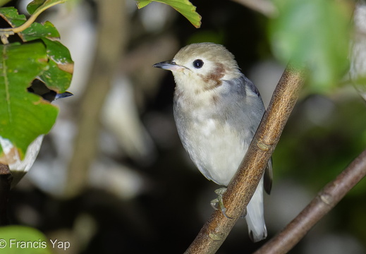 Chestnut-cheeked Starling