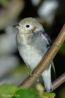 Chestnut-cheeked Starling-260228-158FRYAP-FYA06611-W.jpg