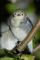 Chestnut-cheeked Starling-260228-158FRYAP-FYA06716-W.jpg