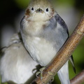 Chestnut-cheeked_Starling-260228-158FRYAP-FYA06716-W.jpg