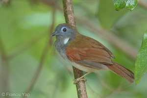 Chestnut-winged Babbler-170709-112EOS1D-F1X20368-W.jpg