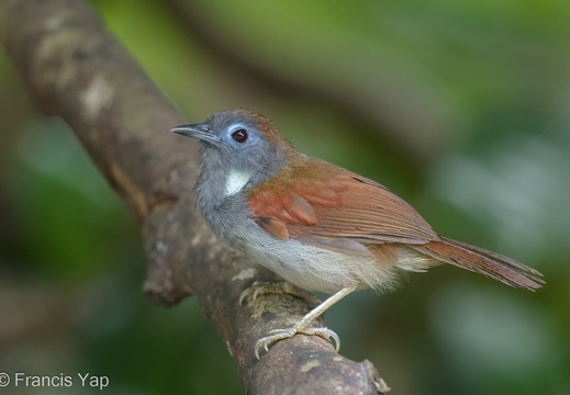 Chestnut-winged Babbler