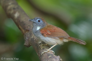 Chestnut-winged Babbler-170709-112EOS1D-F1X20430-W.jpg