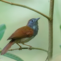 Chestnut-winged_Babbler-260601-196FRYAP-FYA01491-W.jpg