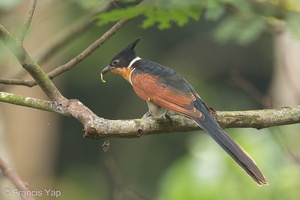 Chestnut-winged Cuckoo-131117-111EOS1D-FY1X6690-W.jpg