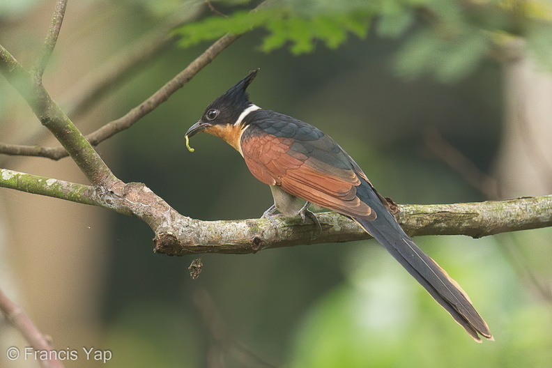 Chestnut-winged_Cuckoo-131117-111EOS1D-FY1X6690-W.jpg