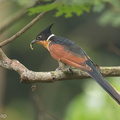 Chestnut-winged_Cuckoo-131117-111EOS1D-FY1X6690-W.jpg