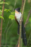 Chestnut-winged Cuckoo-150115-120EOS1D-FY1X0730-W.jpg