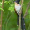 Chestnut-winged_Cuckoo-150115-120EOS1D-FY1X0730-W.jpg