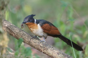 Chestnut-winged Cuckoo-190205-115ND500-FYP_3473-W.jpg