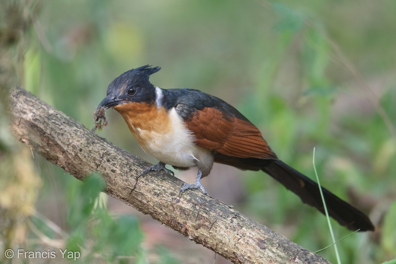 Chestnut-winged_Cuckoo-190205-115ND500-FYP_3473-W.jpg