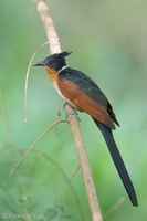 Chestnut-winged Cuckoo-190205-115ND500-FYP_3559-W.jpg