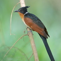 Chestnut-winged_Cuckoo-190205-115ND500-FYP_3559-W.jpg