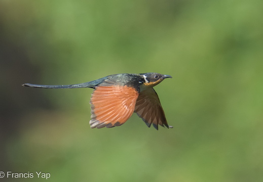 Chestnut-winged Cuckoo