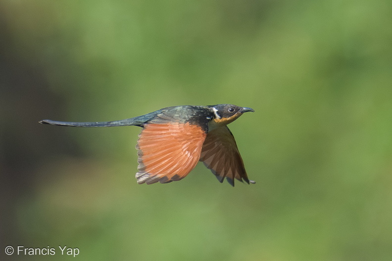 Chestnut-winged_Cuckoo-210304-102MSDCF-FRY09363-W.jpg