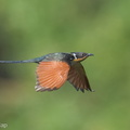 Chestnut-winged_Cuckoo-210304-102MSDCF-FRY09363-W.jpg