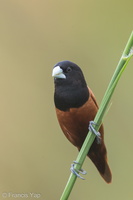 Chestnut Munia-140119-113EOS1D-FY1X1406-W.jpg