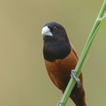 Chestnut_Munia-140119-113EOS1D-FY1X1406-W.jpg