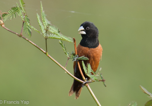 Chestnut Munia