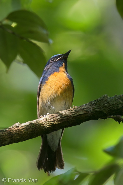 Chinese_Blue_Flycatcher-200308-112MSDCF-FYP08967-W.jpg