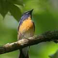 Chinese_Blue_Flycatcher-200308-112MSDCF-FYP08967-W.jpg