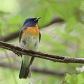 Chinese_Blue_Flycatcher-201011-103CANON-FY5R8292-W.jpg