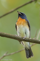 Chinese Blue Flycatcher-201011-103CANON-FY5R9475-W.jpg