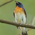 Chinese_Blue_Flycatcher-201011-103CANON-FY5R9475-W.jpg