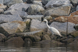 Chinese Egret-121026-103EOS1D-FY1X1691-W.jpg