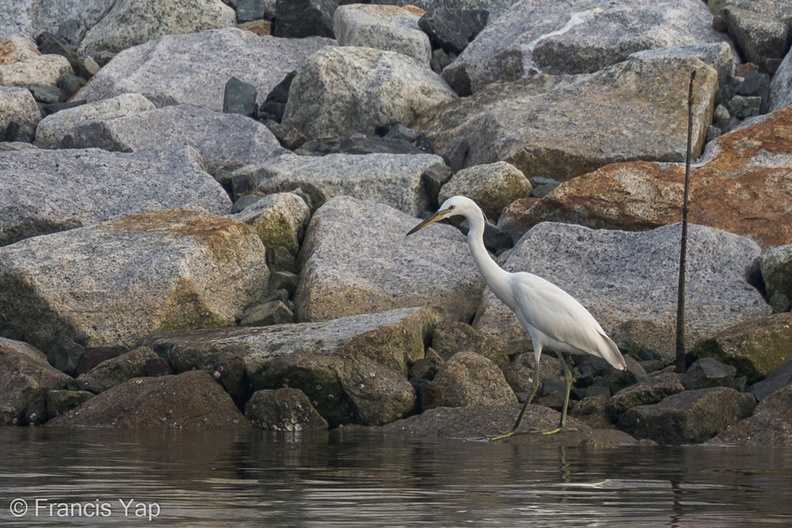 Chinese_Egret-121026-103EOS1D-FY1X1691-W.jpg