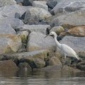Chinese_Egret-121026-103EOS1D-FY1X1691-W.jpg