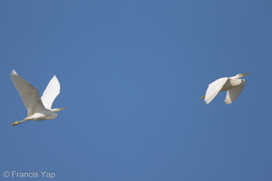 Chinese Egret-121026-103EOS1D-FY1X2535-W.jpg