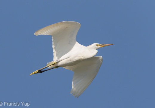 Chinese Egret