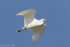 Chinese Egret-121026-103EOS1D-FY1X2539-W.jpg