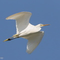 Chinese_Egret-121026-103EOS1D-FY1X2539-W.jpg