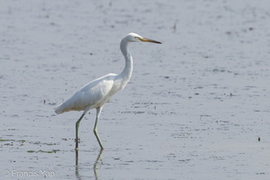 Chinese Egret-140222-112EOS7D-IMG_2442-W.jpg