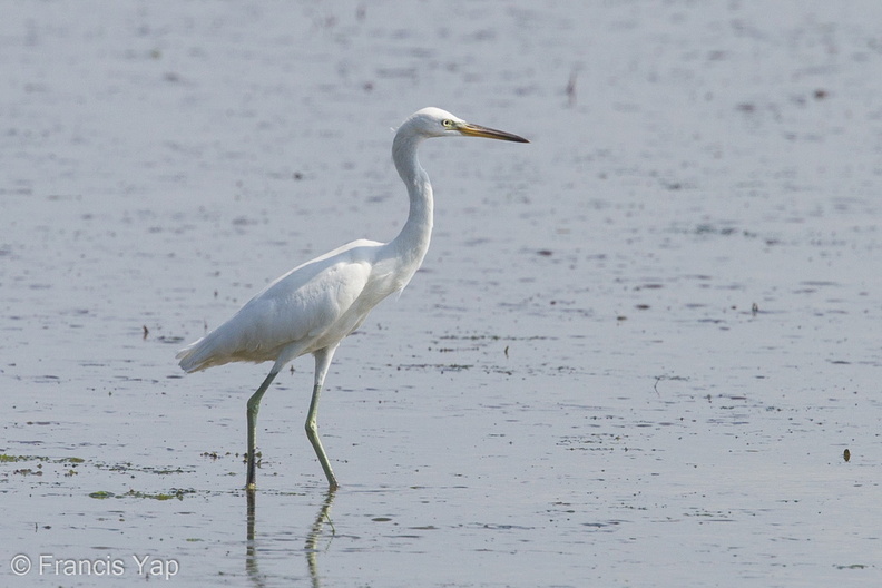 Chinese_Egret-140222-112EOS7D-IMG_2442-W.jpg